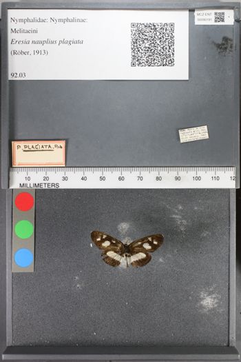 Media type: image;   Entomology 90191